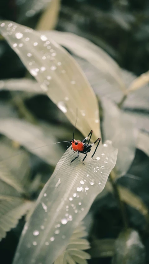 a red bug sitting on top of a green leaf, by Basuki Abdullah, pexels contest winner, on a rainy day, gif, concept photo, alessio albi