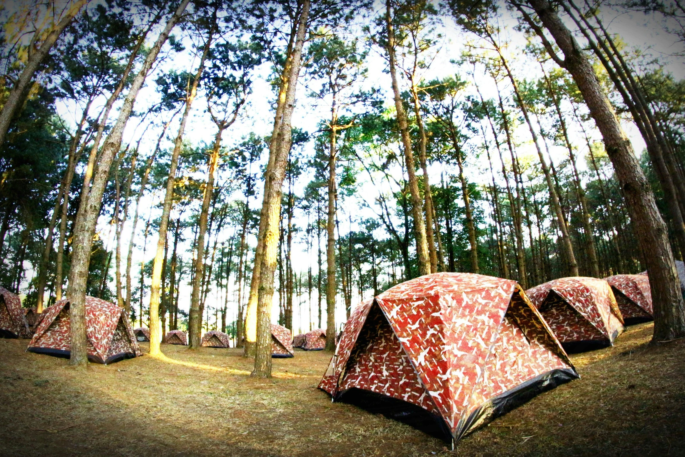 a group of tents sitting in the middle of a forest, a photo, ((fish eye)), iu, retro style ”, seaside