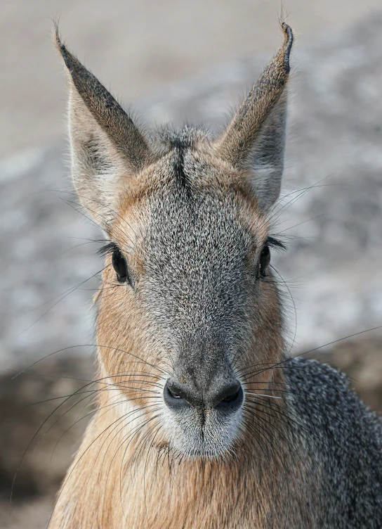 a close up of a small animal on a dirt ground, in socotra island, face-on head shot, square nose, patagonian