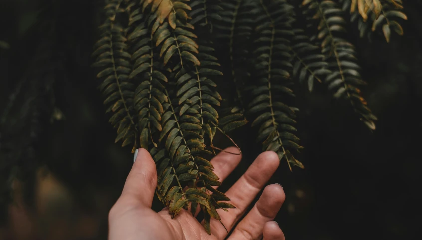 a person holding a plant in their hand, by Emma Andijewska, trending on pexels, naturalism, tree ferns, background image, dried leaves, thumbnail