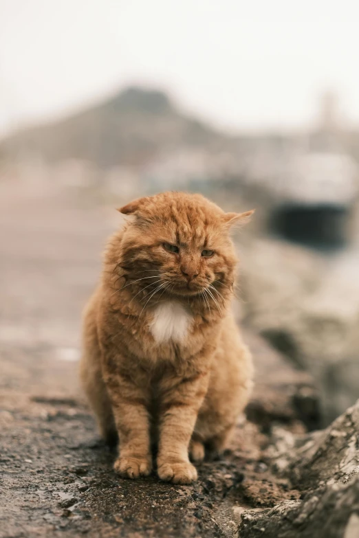 a cat sitting on top of a rock next to a body of water, a picture, trending on unsplash, renaissance, an old man with a ginger beard, wrinkles, animals in the streets, slightly pixelated