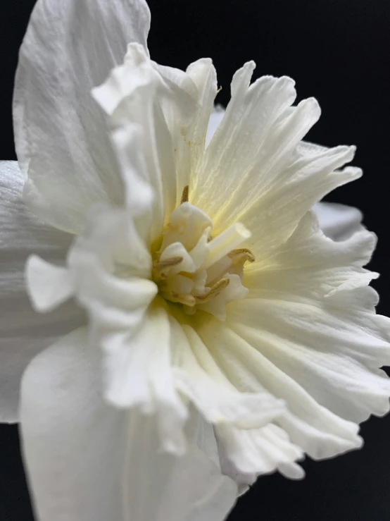 a close up of a white flower on a black background, a macro photograph, by Phyllis Ginger, romanticism, porcelain pale skin, dahlias, highly detailed # no filter, daffodils