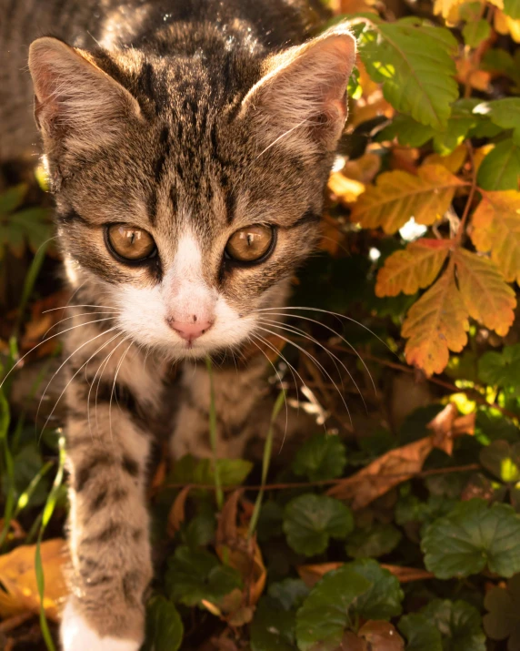 a cat that is standing in the grass, sitting on a leaf