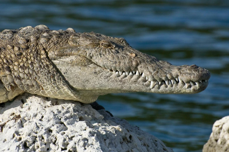 a crocodile sitting on top of a rock next to a body of water, up-close