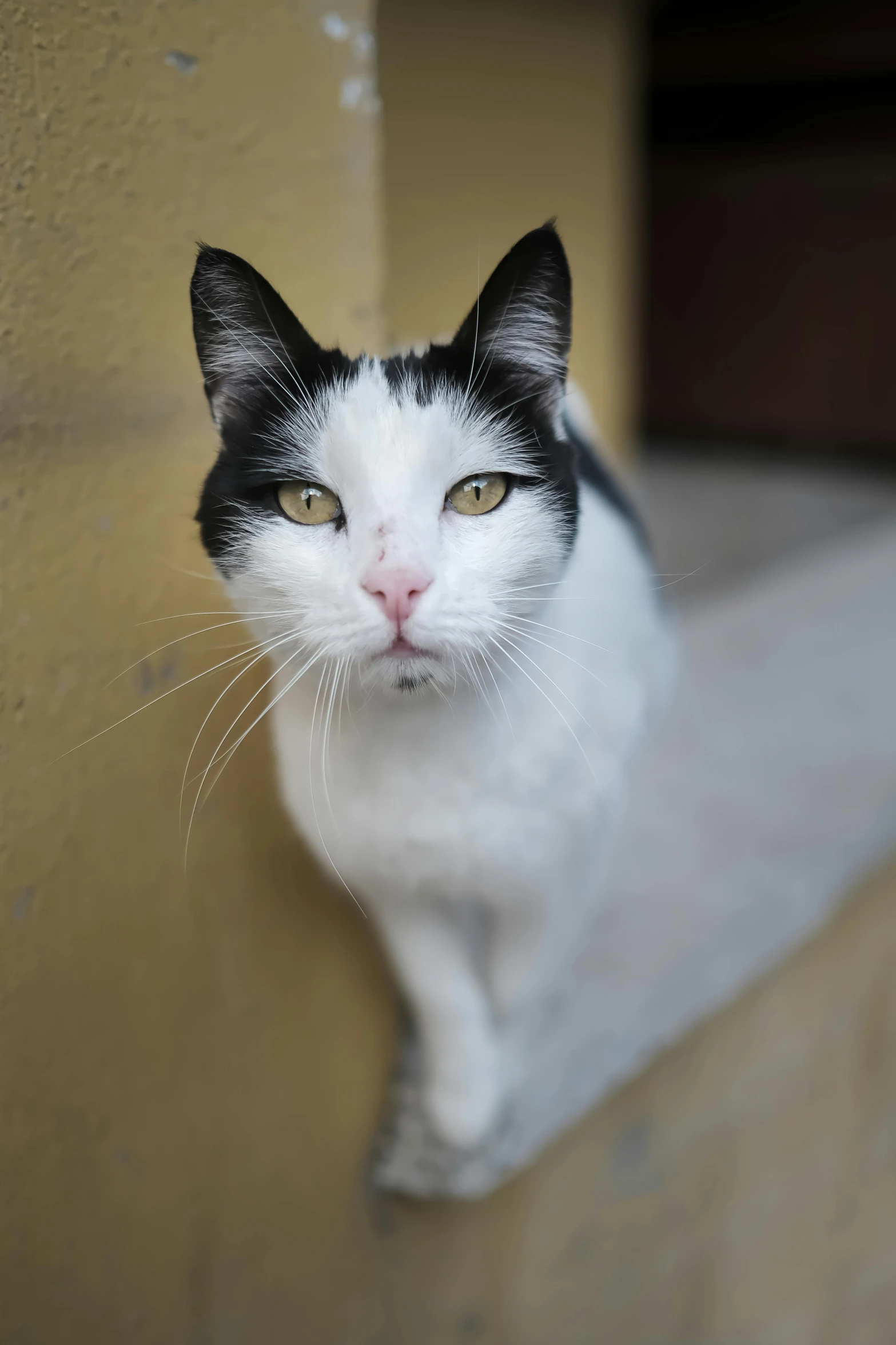 a black and white cat sitting on a ledge, by Niko Henrichon, square nose, taken in the late 2010s, mixed animal, old male