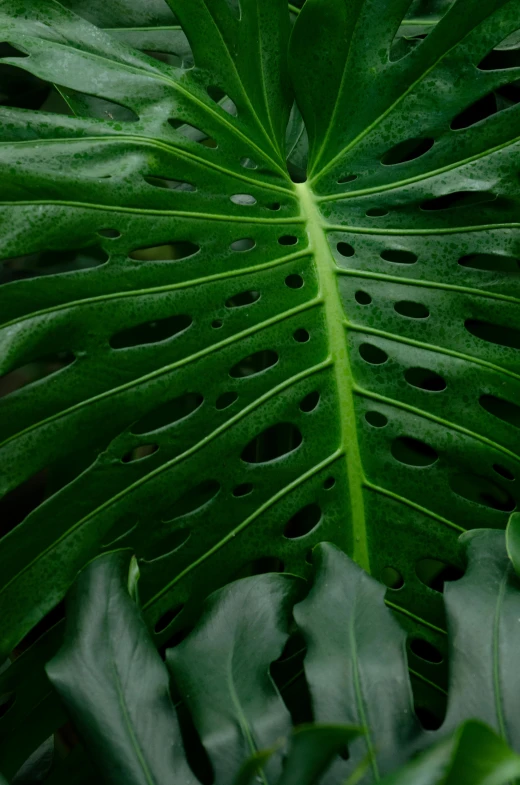 a close up of a leaf of a plant, an album cover, inspired by Elsa Bleda, unsplash, photorealism, trypophobia, monstera deliciosa, large tall, mystical kew gardens