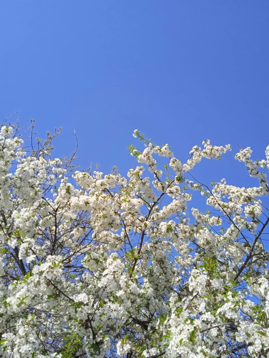 a tree with white flowers against a blue sky, slide show