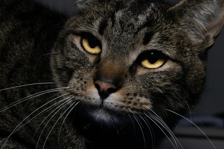 a close up of a cat with yellow eyes, a portrait, by Dave Allsop, unsplash, on a gray background, portrait of garfield, aged 2 5, low iso