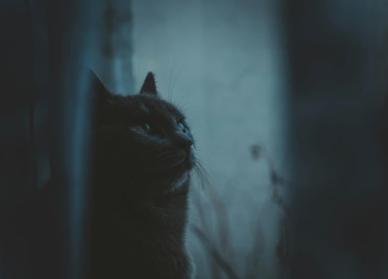 a black cat sitting on top of a window sill, pexels contest winner, romanticism, desaturated blue, at midnight, with pointy ears, profile picture 1024px