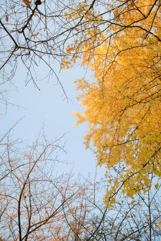 a group of trees that are next to each other, inspired by Kanō Shōsenin, unsplash, minimalism, yellow and blue, 2 5 6 x 2 5 6 pixels, falling leaves, up close