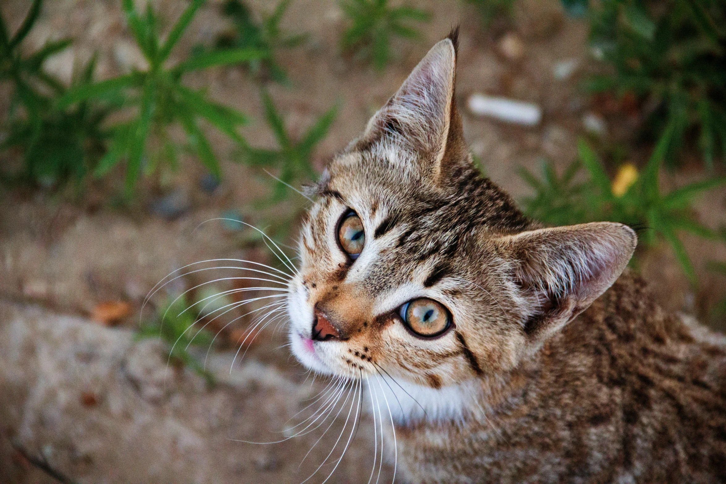 a close up of a cat looking up at something, pexels contest winner, instagram post, outdoor photo, avatar image, cute animal