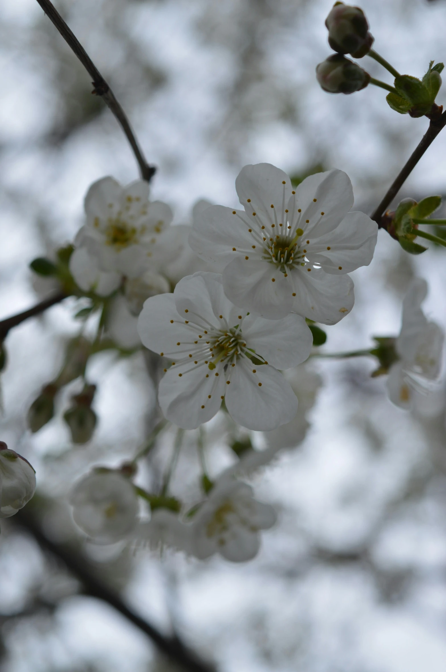 a close up of some white flowers on a tree, slight overcast weather, paul barson, trending photo