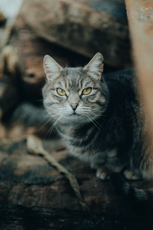 a cat sitting on top of a pile of wood, portrait featured on unsplash, grey ears, high quality image, taken in zoo