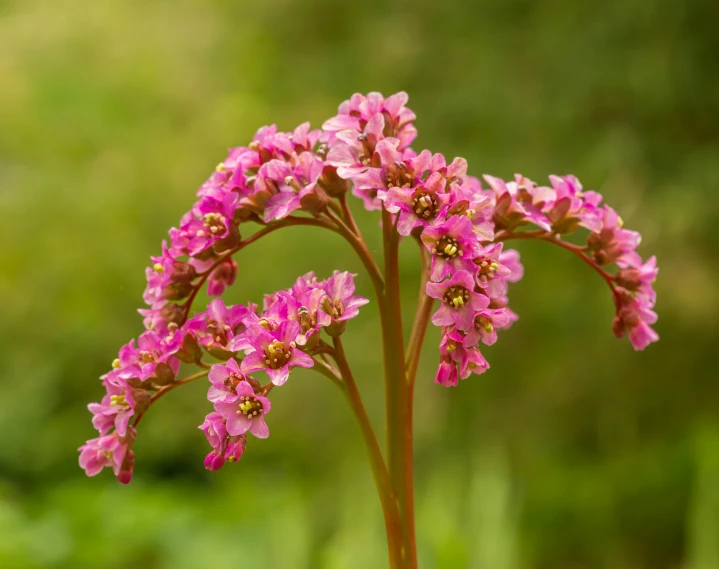 a close up of a plant with pink flowers, gold flaked flowers, vitorugo, square, tall