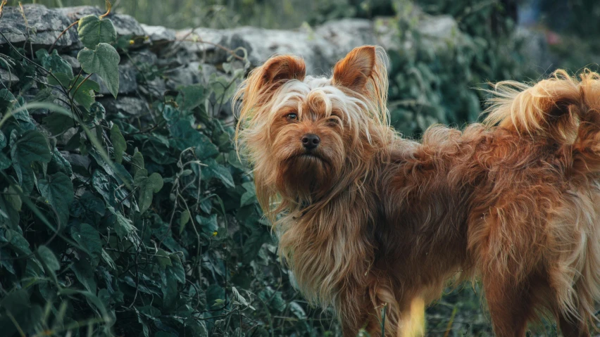 a small brown dog standing next to a stone wall, pexels contest winner, his hair is messy and wild, lush fertile fecund, [ cinematic, australian