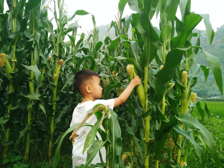 a young boy standing in a field of corn, inspired by Zhang Zongcang, pexels contest winner, 👰 🏇 ❌ 🍃, with a kid, hangzhou, permaculture