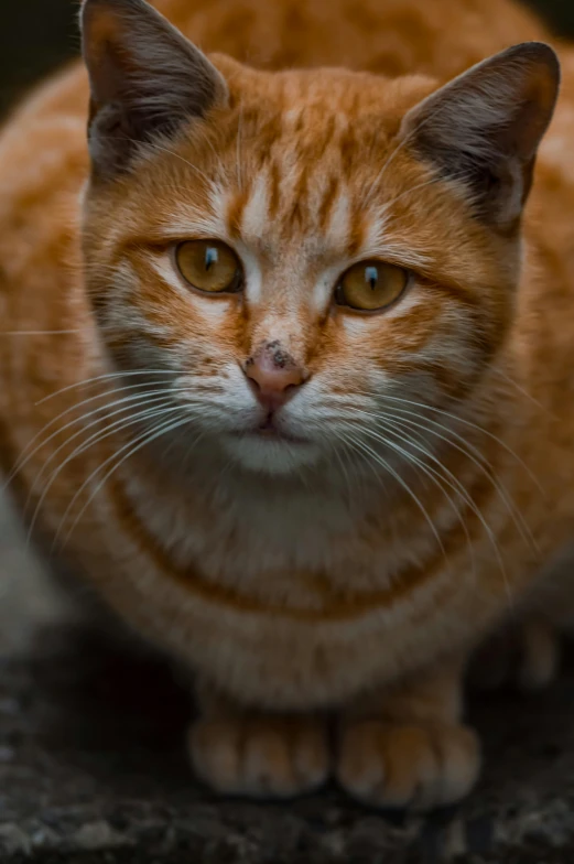 a cat sitting on the ground looking at the camera, by Jan Tengnagel, up close, orange, full frame image, close - up photograph