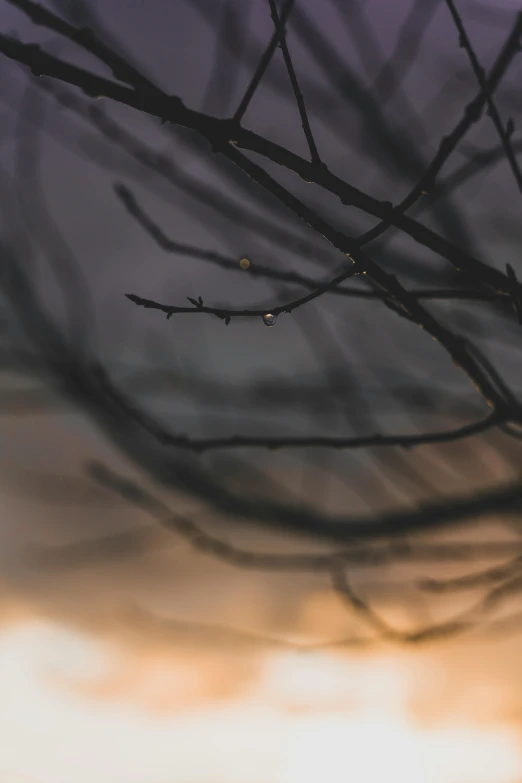 a couple of birds sitting on top of a tree branch, a picture, unsplash contest winner, romanticism, dripping light drops, cloudy sunset, abstract photography, low angle photo