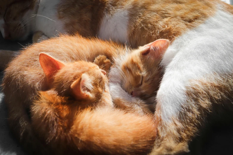 a couple of cats laying on top of each other, by Julia Pishtar, pexels contest winner, renaissance, heat shimmering, orange fluffy belly, all enclosed in a circle, sleepers