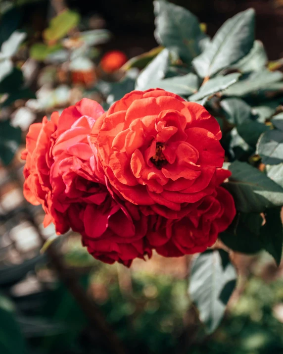 a close up of a red flower with green leaves, photo of a rose, instagram post, lush gnarly plants, profile image