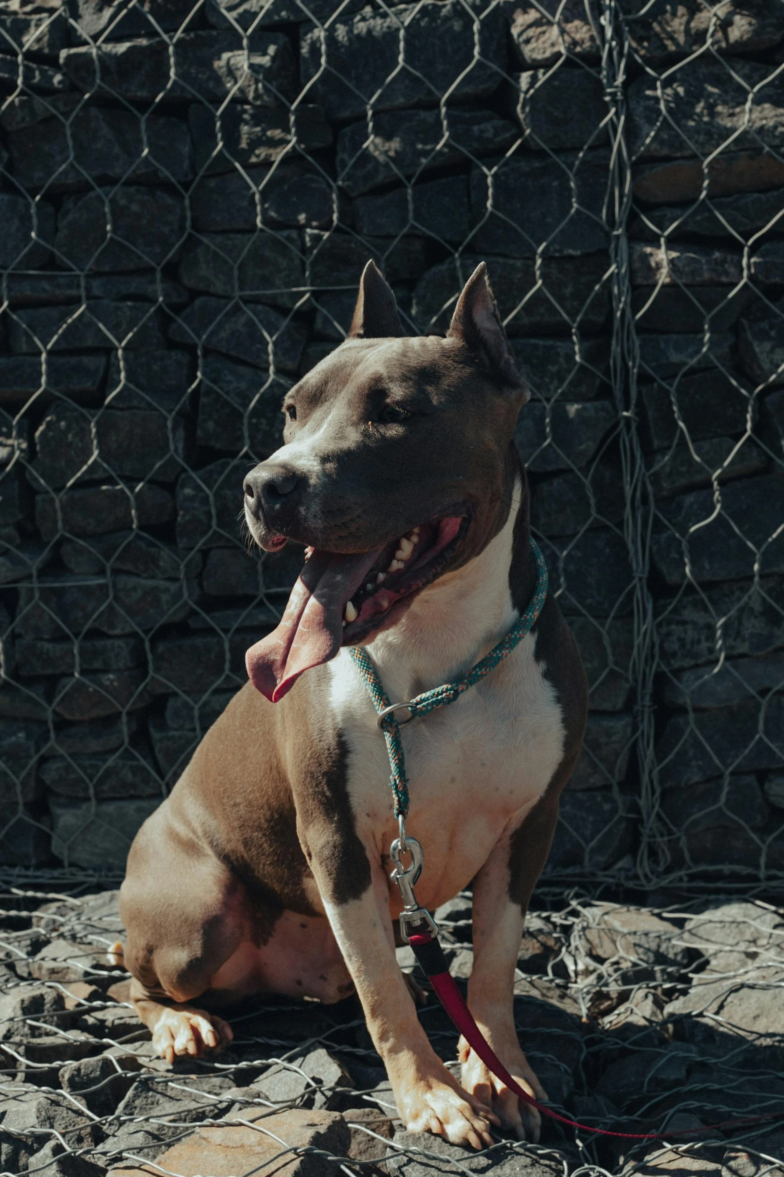 a brown and white dog sitting next to a chain link fence, a portrait, unsplash, renaissance, shaved sides, dancer, low quality photo, pits