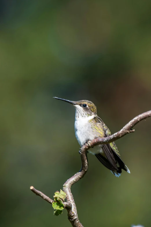 a small bird sitting on top of a tree branch, slide show, bee hummingbird, gazing off into the horizon, photograph