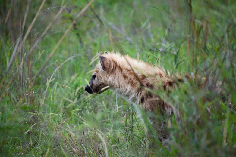the hyena is eating soing from the grass in the field
