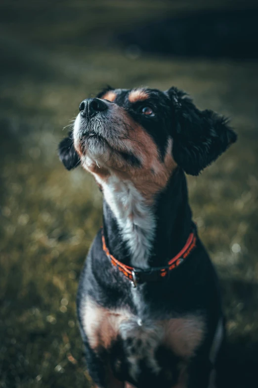 a dog sitting in the grass looking up, pexels contest winner, focused on neck, paul barson, mixed animal, thoughtful )