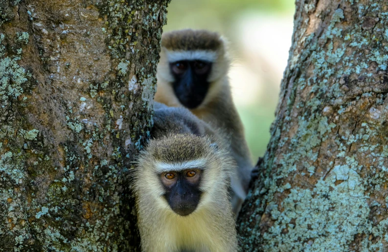 a couple of monkeys sitting on top of a tree, a portrait, by Peter Churcher, pexels contest winner, renaissance, africa, grey-eyed, closeup 4k, fan favorite