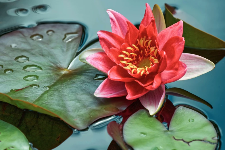 a red flower floating on top of a body of water