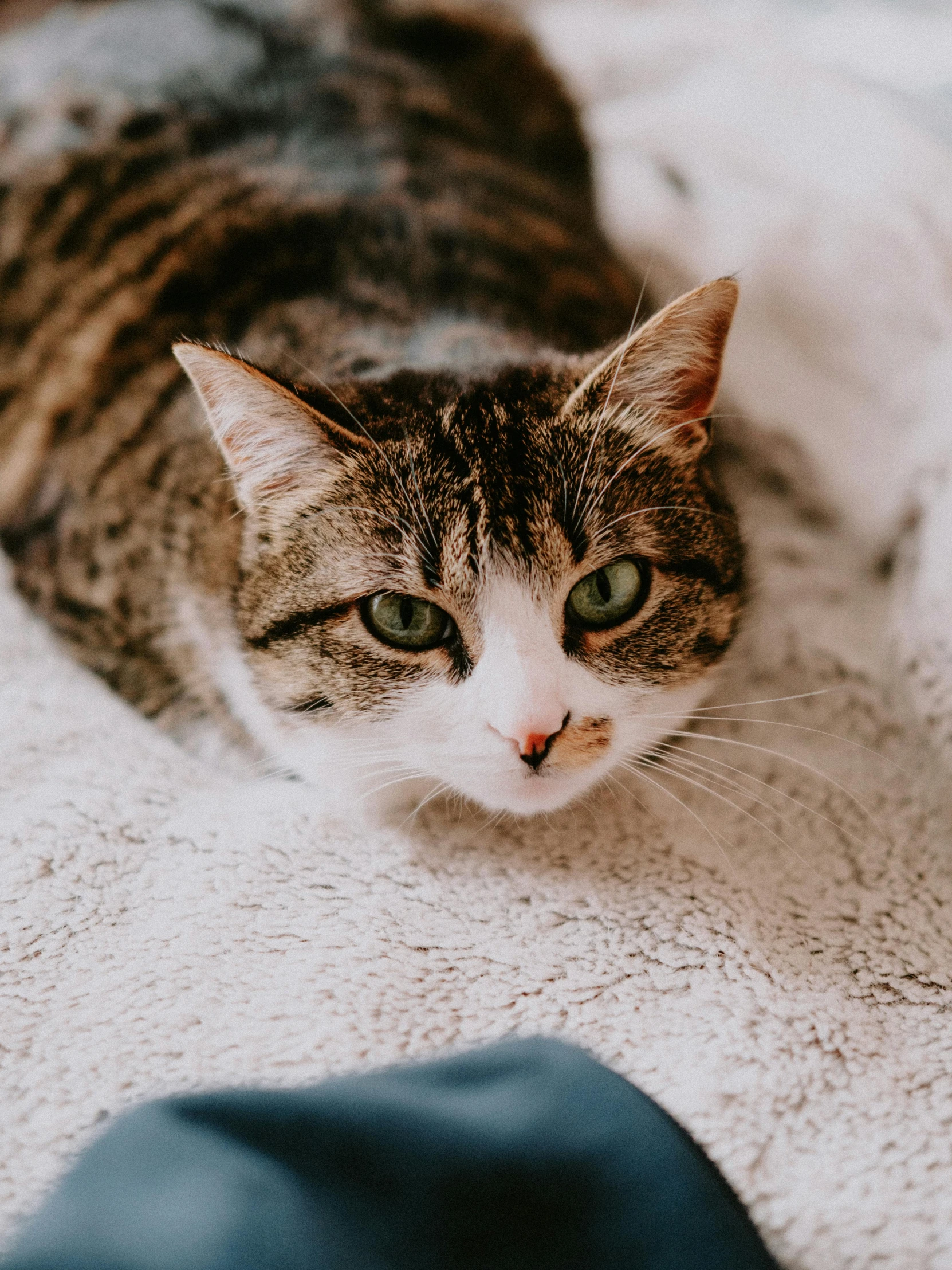 a close up of a cat laying on a bed, by Julia Pishtar, trending on unsplash, square nose, calmly conversing 8k, high angle close up shot, gif