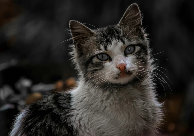 a close up of a cat with a blurry background, a black and white photo, by Adam Marczyński, pexels contest winner, photorealism, beautiful picture of stray, with a white nose, young adult male, gif