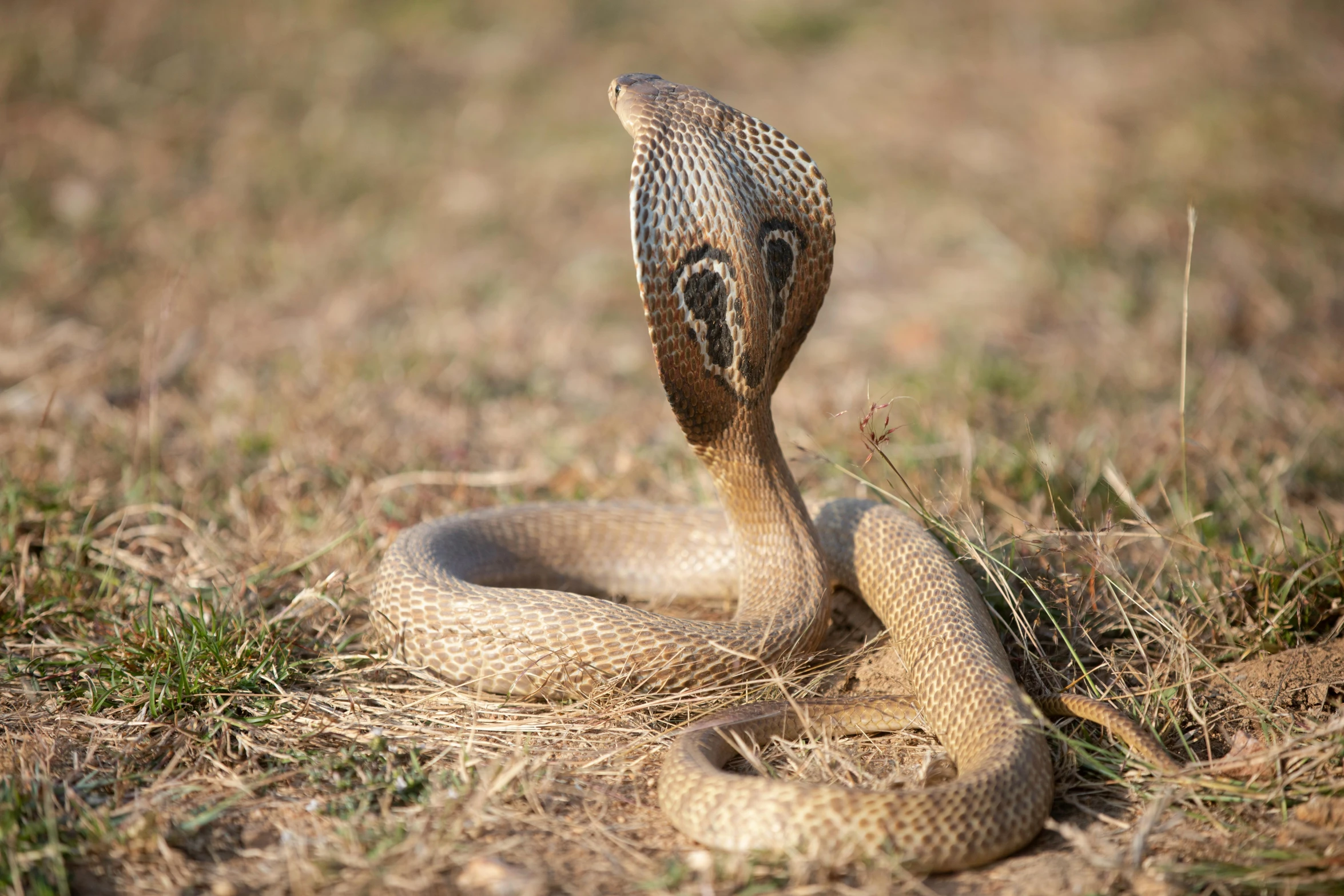 a close up of a snake on the ground, an album cover, trending on pexels, cobra, australian, brown, devil's horns, tan