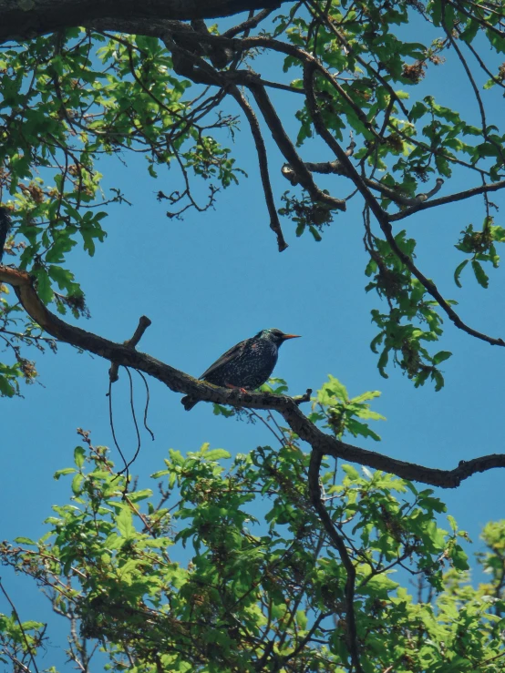 a bird sitting on a nch in a tree