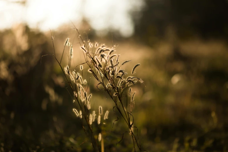 a close up of some grass in a field, an album cover, inspired by Elsa Bleda, unsplash, soft autumn sunlight, paul barson, backlit ears, willow plant