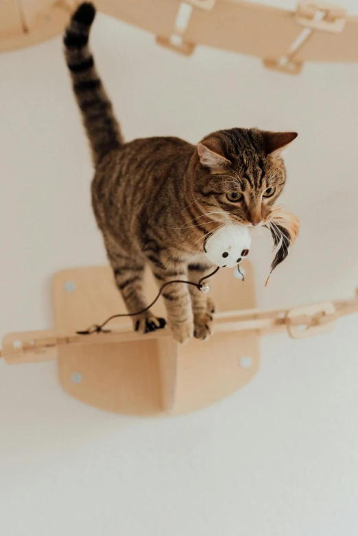 a cat standing on a cat tree with a mouse in it's mouth, by Jan Tengnagel, unsplash, kinetic art, a wooden, jovana rikalo, flying towards the camera, wall