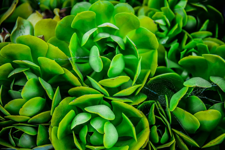 a close up of a bunch of green plants, a macro photograph, by Jan Rustem, jade green, early cuyler, verdant topiary, snap traps of dionaea muscipula