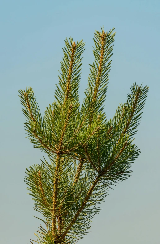 the top of a pine tree with a blue sky background