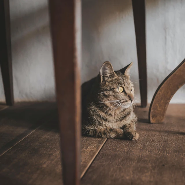 a cat that is sitting under a table, pexels contest winner, brown, warm space, super high resolution, wood