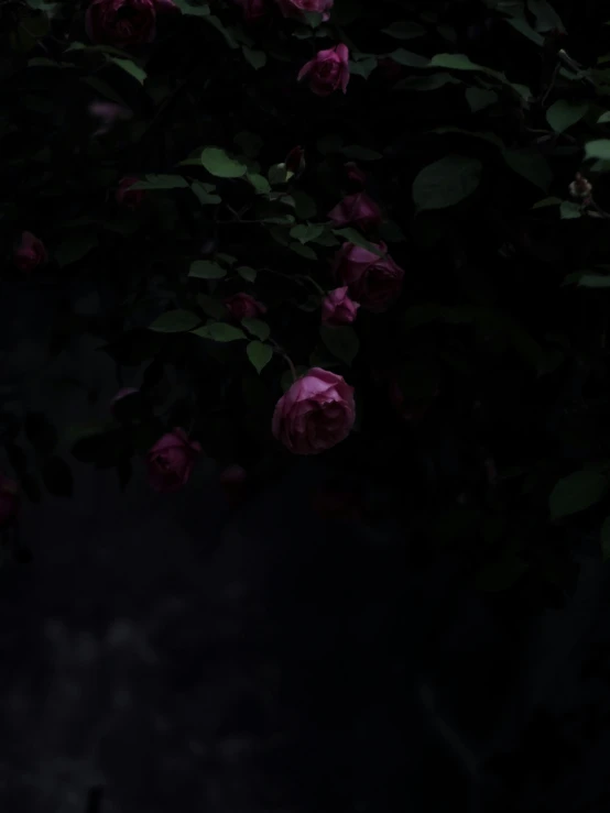 pink flowers in the dark next to green leaves