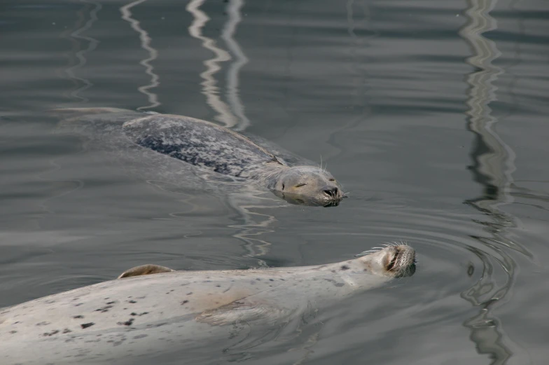 a couple of seals floating on top of a body of water, by Jan Tengnagel, pexels contest winner, hurufiyya, gray mottled skin, slide show, whirlpool, very calm and wholesome