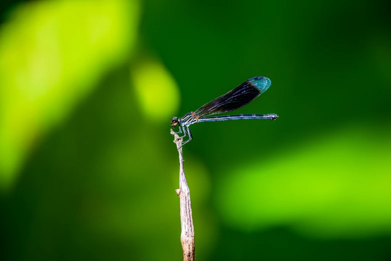 a close up of a dragonfly on a twig, pexels contest winner, minimalism, sitting on a leaf, avatar image, young male, [ cinematic