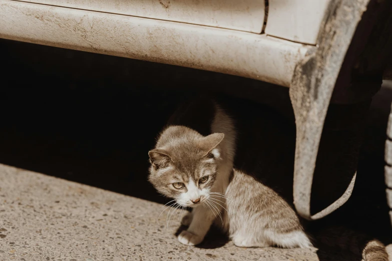 a cat that is sitting under a car, by Emma Andijewska, pexels contest winner, shady look, desaturated, brown, low quality photo