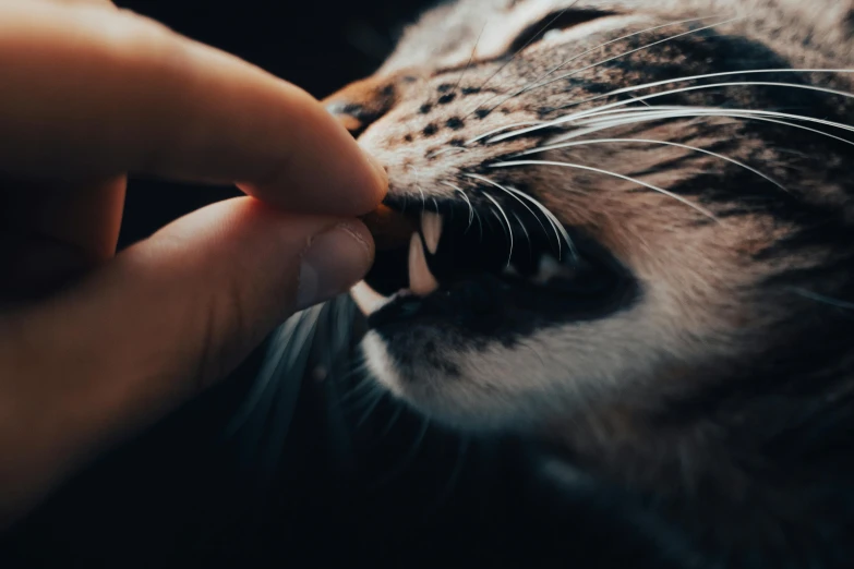 a close up of a person feeding a cat, trending on pexels, photorealism, tooth wu : : quixel megascans, offering the viewer a pill, avec des dents pointues, strong and ferocious