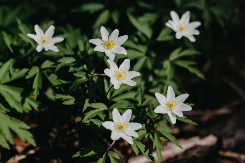 a group of white flowers sitting on top of a forest floor, unsplash, hurufiyya, anemones, high quality product image”