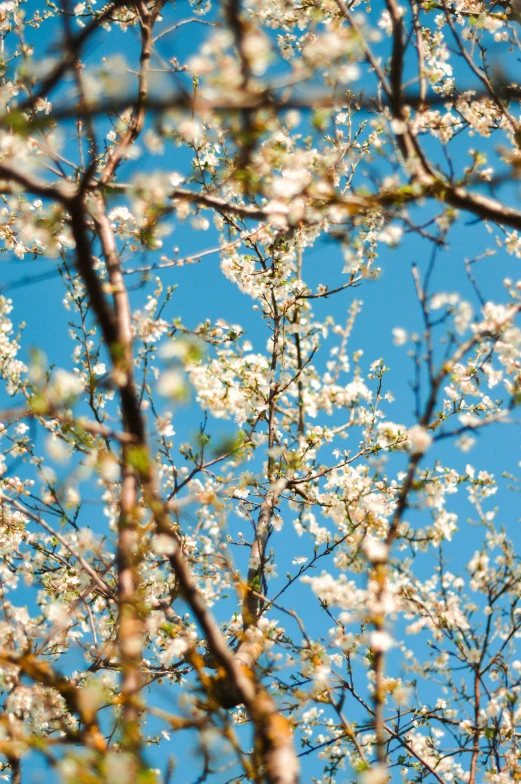 a bird sitting on top of a tree branch, an album cover, by Niko Henrichon, trending on unsplash, almond blossom, cloudless sky, 1 6 x 1 6, cherry explosion