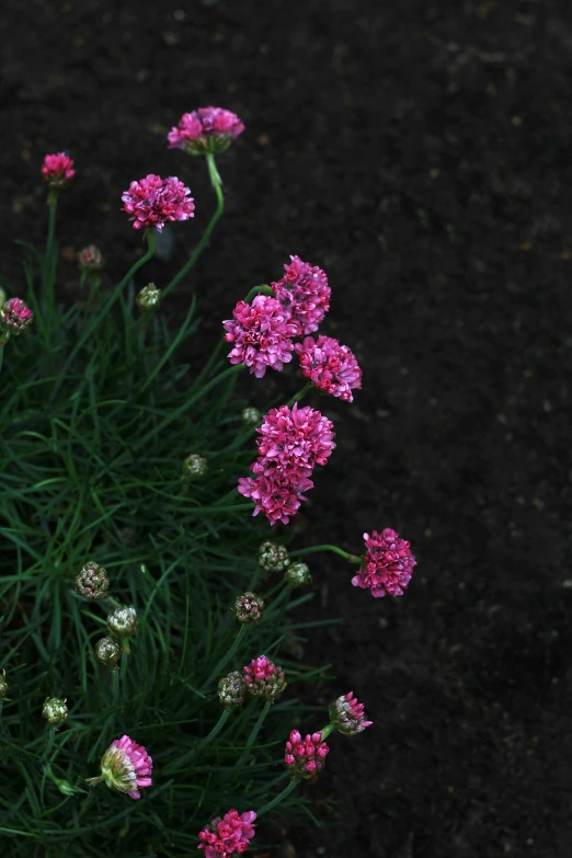 a red fire hydrant sitting next to a bunch of pink flowers, by Joseph Severn, renaissance, with a black dark background, pale pink grass, seen from above, panorama