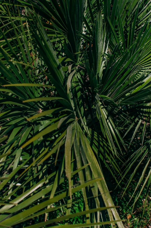 a red fire hydrant sitting on top of a lush green field, an album cover, by Jan Tengnagel, trending on unsplash, hurufiyya, chest covered with palm leaves, wide angle shot from above, on a planet of lush foliage, palm skin