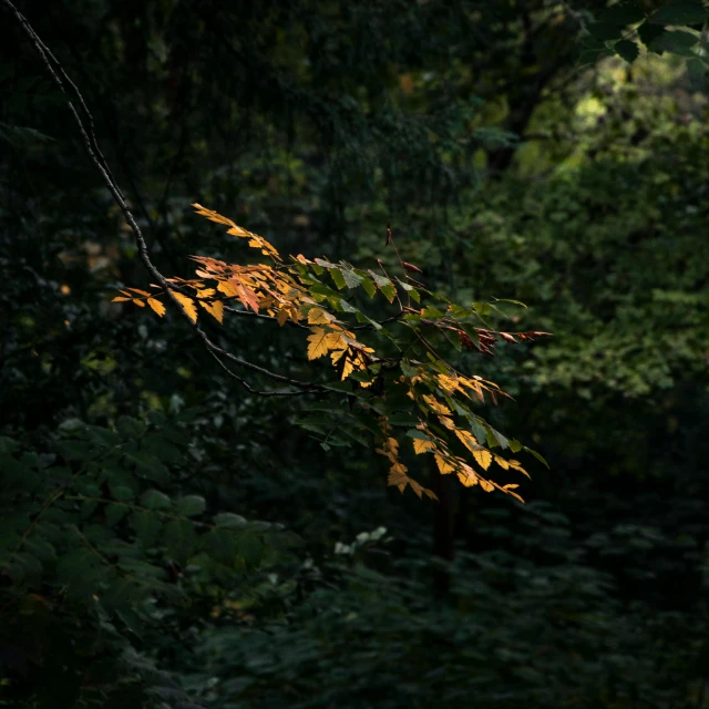 a red fire hydrant sitting in the middle of a forest, an album cover, inspired by Elsa Bleda, hurufiyya, leaves on branches, late summer evening, low-light photograph, shot on hasselblad