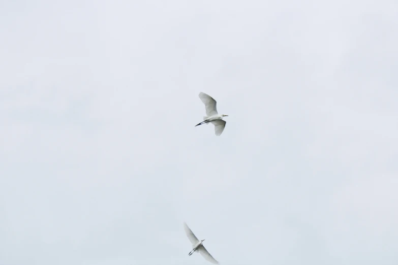 a couple of birds that are flying in the sky, unsplash, hurufiyya, albino, but minimalist, nature photo, slight overcast